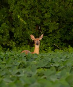 Nikon 70-300 mm f/4-5.6G Zoom Lens with Auto Focus for Nikon DSLR Cameras 47 71nzvlJZLdL