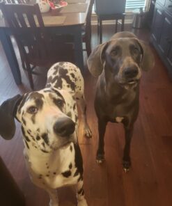 Eukanuba Adult Large Breed Dry Dog Food, 30 lb 30 Pound (Pack of 1) 41 71o 3oibfL