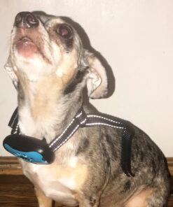 Dog Bark Collar - Stop Dogs Barking Fast! Safe Anti Barking Devices Training Control Collars, Small, Medium and Large pet deterrent. No shock, remote or citronella. Sound, vibration training device 37 71o1Id1xAQL