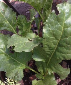 TeaDrops Organic All Purpose Plant Fertilizer – 16 Liquid Indoor House Plant Food Packets – Make up to 32 Gallons (Easy use in Watering Can & Containers, Ecofriendly) All Purpose Fertilizer 58 71o3Y5kwQdL