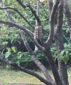 More Birds Suet Cage Bird Feeder, Fruit and Suet Feeder, Single Cake Capacity ,Black Black 41 71o3xsrU2GL
