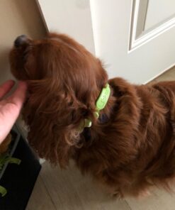 Arava Flea & Tick Collar - for Dogs & Puppies - Length-22'' - 11 Natural Active Ingredients - Safe for Babies & Pets - Enhanced Control & Defense 32 71o3y4pPgML