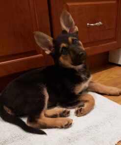 Purina ONE Plus Healthy Puppy Formula High Protein Natural Dry Puppy Food with added vitamins, minerals and nutrients - 8 lb. Bag Dry Food Chicken 8.00 Pound (Pack of 1) 30 71o43KyhY8L