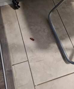 Combat Max 12 Month Roach Killing Bait, Small Roach Bait Station, Child-Resistant, 18 Count 28 71o5oMyXjL