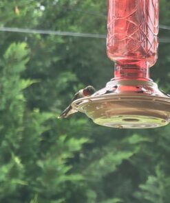 BOLITE Hummingbird Feeder, 18005 Glass Hummingbird Feeders for Outdoors Hanging, 5 Feeding Stations, 22 Ounces, Red Bottle, Xmas Gifts for Bird Lovers Red Elixir Bottle 35 71o5zUZms L