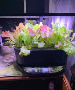 Aerogarden Salad Greens Seed Pod Kit with Red, Green, Romaine and Butter Leaf Lettuce, Liquid Plant Food and Growing Guide (9-Pod) 9-pod 27 71o6Fq0V9vL
