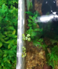 12 Water Spangles (Salvinia Minima), Live Aquarium/Aquatic/Floating/Pond/Freshwater Plant by G&Z 40 71o7sEMy6uL