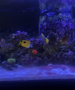 Chemi-Clean - 2 g 2g 52 71oAc2eXbXL