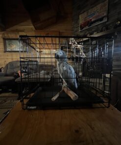 MidWest Homes for Pets Newly Enhanced Single Door iCrate Dog Crate, Includes Leak-Proof Pan, Floor Protecting Feet , Divider Panel & New Patented Features XX-Small - 18" L x 12" W x 14" H 38 71oAmsXTn4L