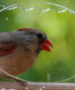 Large Clear Window Bird Feeder - Extended House with Strong Suction Cups - Steel Perch Sliding Feed Seed Tray - See Through Transparent Big Birdhouse - Wild Finch, Cardinal, Blue Jay - Cool Cat Gift 78 71oCR2gMsuL