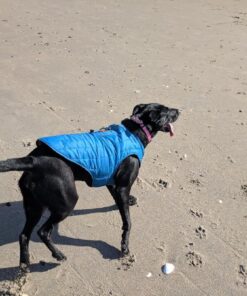 Kurgo Loft Dog Jacket, Reversible Dog Coat, Wear with Harness or Sweater, Water Resistant, Reflective, Winter Coat For Medium Dogs (Coastal Blue, M) Coastal Blue/Orange 40 71oDj F5eqL