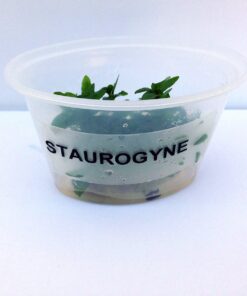 Staurogyne Repens Tissue Cultured - Foreground Aquarium Plant 38 71oDoYlGJL