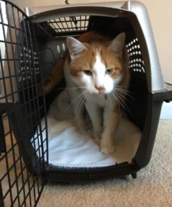 Petmate Two-Door Small Dog Kennel & Cat Kennel (Top Loading or Front Loading Pet Carrier, Made with Recycled Materials, 24 inches in Length) For Pets up to 15 Pounds, Made in USA 24.0"L x 14.5"W x 17.0"H TAN 58 71oFN4lX6iL 1