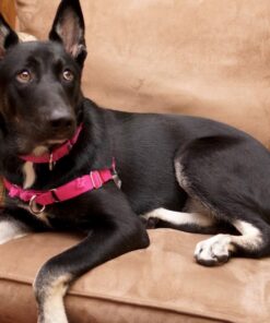 Downtown Pet Supply Yak Cheese Himalayan Dog Chews (1 lb) - 100% Natural, 3 Ingredients, USA Packed - Protein & Calcium Rich Dog Treats for Small to Large Dogs - Long Lasting Rawhide Free Yak Chews 1.00 Pound (Pack of 1) 32 71oIHwhPOL