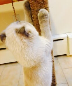 Koch Industries 5480303 Jute 3 Ply Light Twine, 200-Feet, Natural 32 71oLazGNxyL