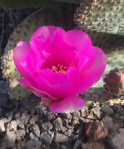 Nilight - 18017C-A LED Light Bar 32Inch 378W Triple Row 37800LM Flood Spot Combo LED Bar Driving Lights Super Bright LED Off Road Lights for Trucks Trucks Jeep UTV ATV Boat,2 Years Warranty 41 71oOLb0N2VL