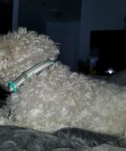 Blueberry Pet Soft & Safe 3M Reflective Neoprene Padded Adjustable Dog Collar - Baby Blue Pastel Color, Medium, Neck 14.5"-20" 64 71oRDzqIFPL 2