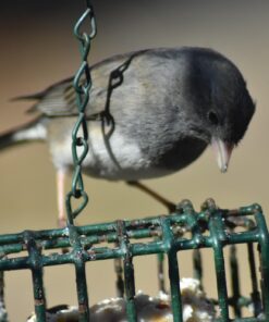 Nikon 70-300 mm f/4-5.6G Zoom Lens with Auto Focus for Nikon DSLR Cameras 42 71oTBelAqjL