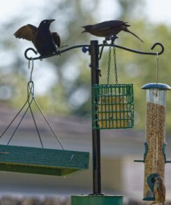 Woodlink Going Green Platform Bird Feeder Model GGPLAT 52 71oWSkNxKL