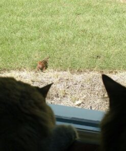 Window Bird Feeder with Strong Suction Cups, Clear Window Bird Feeders for Outside - Transparent Bird House, Balcony Glass Mount, Acrylic Cat, Kids & Elderly Viewing Clear Bird Feeder for Window Perch Large Ranch 59 71ofI2NIszL