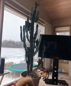 Shop Succulents Unique Succulent Plant Pack Collection - Live Mini Succulent Plants, Low Maintenance, Exceptional Colors & Textures - Wedding and Party Favors, Gift & Garden, Pack of 4 4-Pack Succulent Packs 32 71ogZhHMv7L