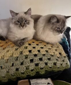 SENTRY Fiproguard for Cats, Flea and Tick Prevention for Cats (1.5 Pounds and Over), Includes 6 Month Supply of Topical Flea Treatments 45 71oglMOf1xL