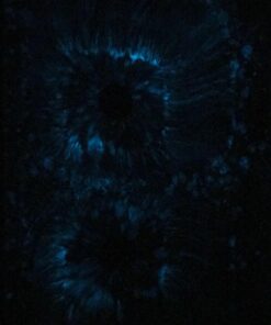 Glow in The Dark Pigment Powder - Neutral and Fluorescent Color for Art Painting, Fine Art, Nail Art Paint, and DIY Crafts - Non-Toxic, Long Lasting 10+ Color Options - Fluorescent Blue - (60 Grams) 60 Grams 45 71ohlg4mv1L