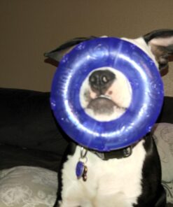 KONG - Squeezz® Ring - Strong Squeaky Dog Toy, bounces and squeaks even if punctured - For Large Dogs (Assorted Colors) 27 71oifHBEYsL