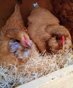 MagJo Premium Aspen 12 Pack Excelsior Nesting Liners (12 Pack), Chicken Bedding for Nesting Box, Nesting Pads Box Liners, Chicken Bedding for coop, Chick Bedding, USA Grown & Sustainably Harvested 43 71olbArpzVL