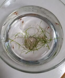 Crystal Red Shrimp SS Grade Live Freshwater Aquarium Shrimp - 1/4 to 1/2 inch Long (5 Shrimp) 5 Shrimp 20 71om63cB9QL