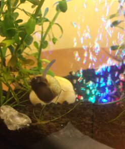 Tetra ColorFusion Starter aquarium Kit 3 Gallons, Half-Moon Shape, With Bubbler And Color-Changing Light Disc 57 71omeJL97yL