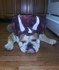 Animal Planet PET20104 Triceratops Dog Costume, Large 25 71osh xXciL