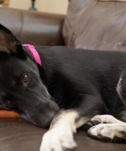 Downtown Pet Supply Yak Cheese Himalayan Dog Chews (1 lb) - 100% Natural, 3 Ingredients, USA Packed - Protein & Calcium Rich Dog Treats for Small to Large Dogs - Long Lasting Rawhide Free Yak Chews 1.00 Pound (Pack of 1) 33 71otOxQiuLL