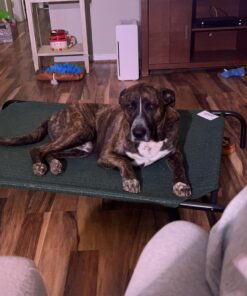 Coolaroo Gale Pacific The Original Cooling Elevated Dog Bed, Indoor and Outdoor, Large, Brunswick Green, 51.00" x 31.50" x 8.00" 51.0"L x 31.5"W x 8.0"Th 36 71ouHc8abL