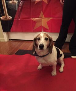 The Jungle Book (BD + DVD + Digital HD) Blu-ray August 30, 2016 21 71p A3fnFiL