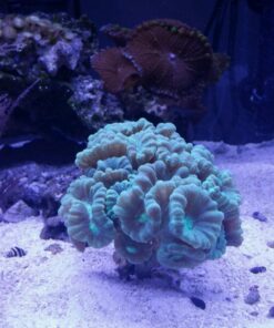 Current USA 36-48" Inch Orbit Marine LED Saltwater Reef Marine Aquarium Light | 24 Hour IR Lighting & eFlux Wave Pump Control | Adjustable Color Spectrum for Fish Tank (4102) Black 36 to 48-Inch 46 71p01wXzOfL