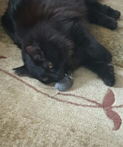 HEXBUG Mouse Robotic Cat Toy (GREY) for all breed sizes 35 71p0leZxvBL