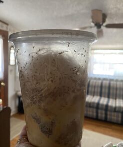 Josh's Frogs Producing Wingless Drosophila Melanogaster Fruit Fly Culture 23 71p1m57Oh L