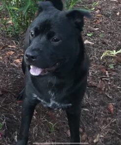 PEDIGREE CHOPPED GROUND DINNER Adult Canned Soft Wet Dog Food Variety Pack, with Chicken and with Beef, 13.2 oz. Cans (Pack of 12) Beef & Chicken 13.2 Ounce (Pack of 12) 38 71p6xGPl6tL