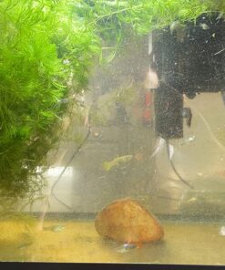 Microsorum Java Fern and Hornwort | Easy Low Light Aquarium Plants 27 71p8Jp2OdwL