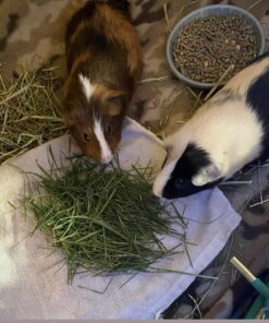 Oxbow Animal Health Western Timothy Hay- Veterinarian Recommended- Hay for Rabbits, Chinchillas, Guinea Pigs & Other Small Pets- Grown in the USA- Premium Quality Natural Hay- Fiber Rich- 40 Oz 2.5 Pound (Pack of 1) 42 71p8R3teBnL