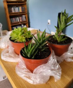 3 Different Aloe Plants - Easy to Grow/Hard to Kill! - 3" Pots 19 71pAerxlSPL