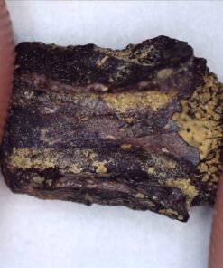 Celestron - 5 MP Digital Microscope Pro - Handheld USB Microscope Compatible with Windows PC and Mac - 20x-200x Magnification - Perfect for Stamp Collecting, Coin Collecting Handheld Digital Microscope Pro 93 71pDwTm7zgL