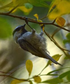 Nikon AF-S DX NIKKOR 55-300mm f/4.5-5.6G ED Vibration Reduction Zoom Lens with Auto Focus for Nikon DSLR Cameras Lens Only 25 71pErTDO28L