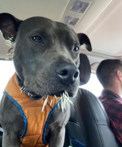 Kurgo Loft Dog Jacket, Reversible Dog Coat, Wear with Harness or Sweater, Water Resistant, Reflective, Winter Coat For Medium Dogs (Coastal Blue, M) Coastal Blue/Orange 54 71pF8bcopL