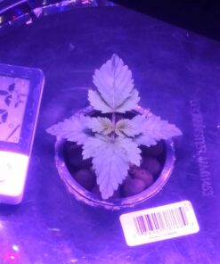 Humboldts Secret Set of A & B Liquid Hydroponics Fertilizer - World's Best Nutrient System – Hydroponic Nutrients for Outdoor, Indoor Plants – Supports Vegetative and Flowering Stages of Plants 32 Ounce 36 71pIuzXE6IL