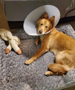 WNPETHOME Dog Beds for Extra Large Dogs, Washable, Bolster Sofa Bed with Waterproof Lining & Non-Skid Bottom, Orthopedic Egg Foam Couch for Pet Sleeping, Pet Bed 42.0"L x 30.0"W x 7.0"Th Grey 31 71pJ9nPDCfL