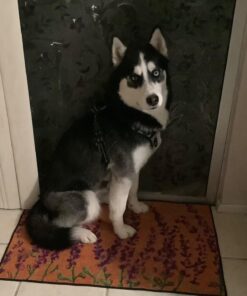 Milk-Bone MaroSnacks Dog Treats, Beef, 40 Ounce All Size Dogs 40 Ounce (Pack of 1) 32 71pKPywYojL