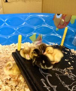 Premier Chick Brooder Heating Plate - 16" x 24" 26 71pLFKUhErL