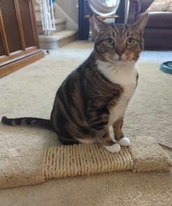 T.W . Evans Cordage Co. 23-410 3/8-Inch by 100-Feet Twisted Sisal Rope,Tan,Onе Paсk 23 71pRCVhEORL